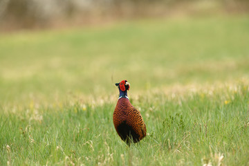 Naklejka premium Portret bażanta na zielonej łące wiosną podczas rykowiska