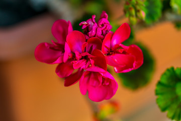 RED spring flowers against a blurred background. Spring blooming tree with green leaves. Gilly flowers