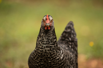 Retrato de gallinas camperas