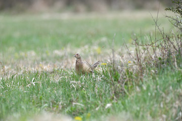 Pheasant hen walking near the forest looking for food