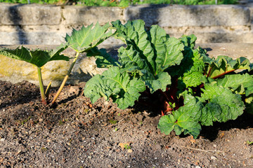 Bio Garten und Gartenbau: Junger Rhabarber im Beet 