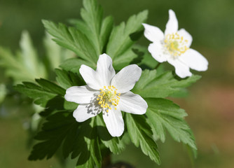 Buschwindroeschen, Anemone, nemorosa