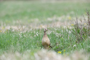 Pheasant hen walking and lurking for food in grass during  sunny spring
