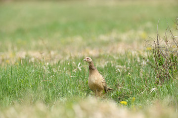 Obraz na płótnie Canvas Pheasant hen walking and lurking for food in grass during sunny spring