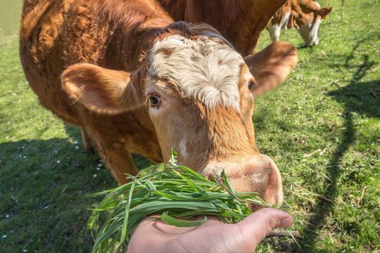 Hand Of Woman Is Feeding A Cow With Green Grass