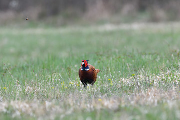 Common pheasant walking on the grass in sunny springtime  - 341422208