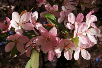 pink and purple flowers of crab apple malus purppurea tree at spring