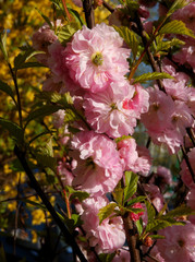 Obraz premium pretty pink flowers of Prunus triloba ornamental tree at spring