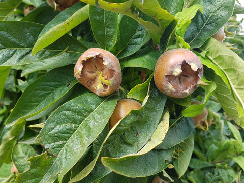 Mispel, Macroparca, Mespilus, germanica