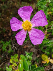 Fiore selvatico