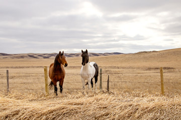 Prairie Horses Saskatchewan