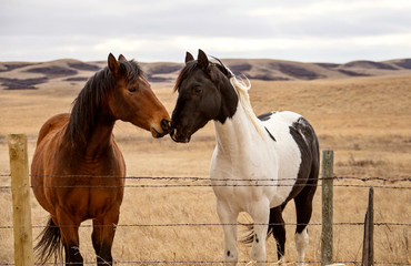 Prairie Horses Saskatchewan