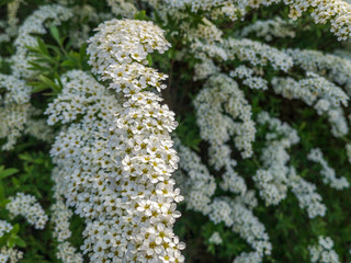 Sommerflieder im Frühling
