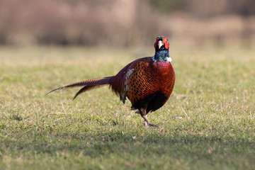 A colorful male pheasant cautiously walking across a grazing field