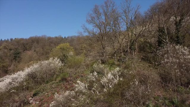 Moseltal bei Valwig,  Apolloweg im Fr&uuml;hling, Weinbau und Brachen