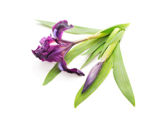 Purple beautiful irises.