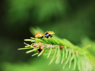 Three large ladybirds on a green leaf