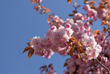 Pink Cherry. Tree. Blossom. Spring. Nature. Sunny Day