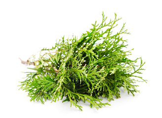 Green branches of pine.