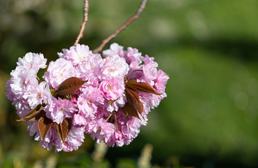 Pink. Cherry Tree. Blossom. Spring. Nature. Sunny. Day