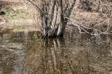 Spring snow melt flooding grass at forest edge