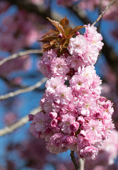 Pink. Cherry. Tree. Blossom. Spring. Nature. Sunny Day