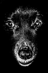Czarno biały portret psa