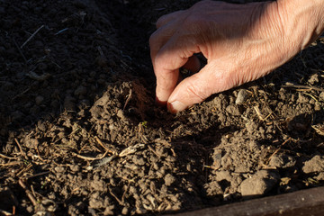 Senior woman planting vegetable seeds in home garden setting symbolizing gardening to ensure food...