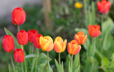 Tulips. Flower Heads. Color. Nature. Garden. Spring