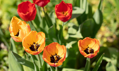 Obraz na płótnie Canvas Tulips. Flower. Heads. Color Nature. Garden. Spring