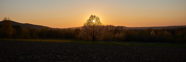 Kwitnące drzewo dzikiej wiśni z zachodzącym słońcem w tle © Marek Szymski