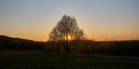Fototapeta na wymiar Kwitnące drzewo dzikiej wiśni z zachodzącym słońcem w tle