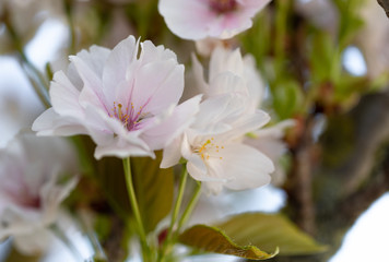 White Flowers. Cherry. Trees. Spring. Blossom. Nature