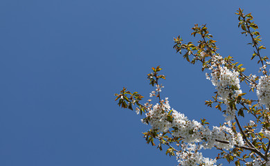 White. Blossom. Flowers Cherry. Trees Spring. Nature