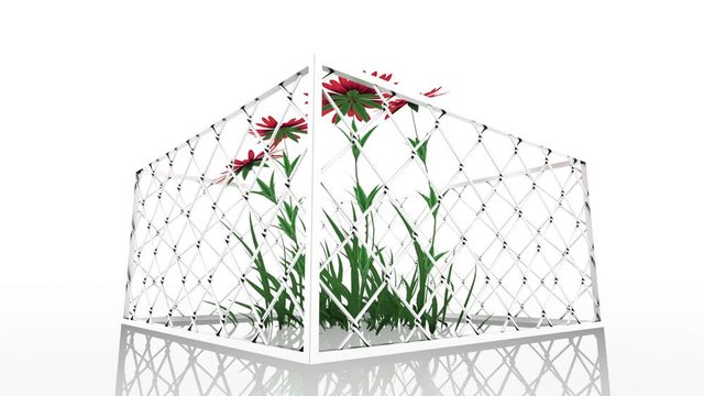 The epidemic will not stop spring and love. Red flowers outgrew their fence. The metal grid rotates on a mirror floor on a white background. Seamless loop.