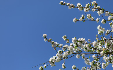 White. Blossom. Flowers Cherry. Trees. Spring. Nature