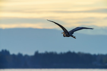 Fototapeta na wymiar Great Blue Heron takes a morning fly