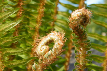 Pair of fern fiddle heads with brown hair