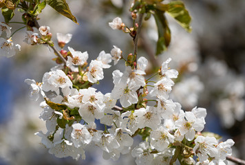 White. Flowers. Cherry. Trees. Spring. Blossom. Nature