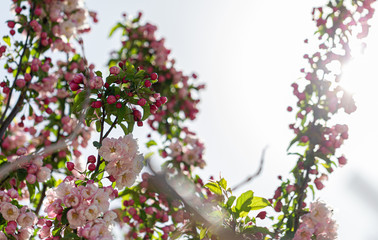 White. Flowers. Cherry. Trees. Sun rays. Blossom. Nature