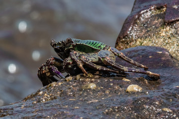 Green crab on a sea rock