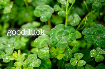 Сlover of the spring. Plants for good luck.