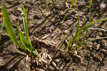 Planting grass seeds in the background. Gardening concept