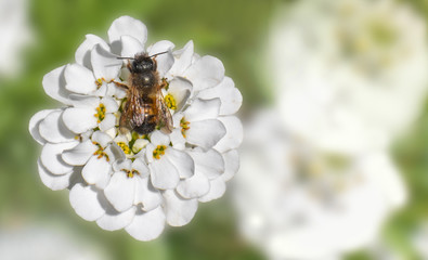 Die Wildbiene Rostrote Mauerbiene sitzt auf einer weißen Schleifenblume