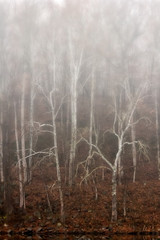 Fototapeta na wymiar Foggy Trees by the Water