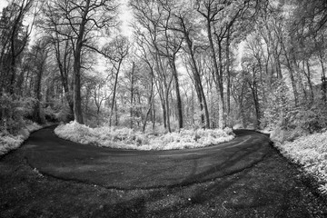 Infrared woodland photography in cornwall england uk 