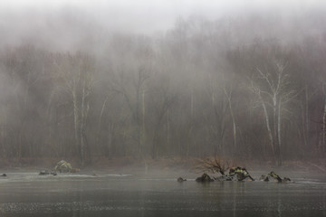 Foggy Forest along the River