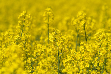 Obraz premium Gelbes Blütenmeer und bildfüllende Teilansicht von Rapsfeld - Stockfoto