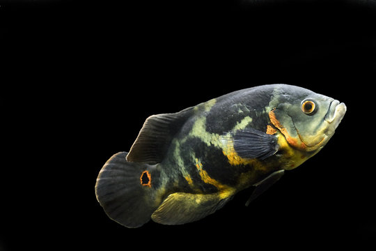 Aquarium fish. Cichlid astronotus, or Oscar. Freshwater fish. Astronotus Tigris. The bright Oscar fish is a South American freshwater fish from the cichlid family.