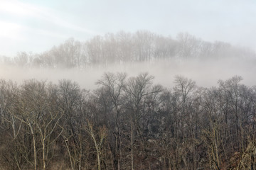 Fototapeta na wymiar Foggy Between Rows of Trees
